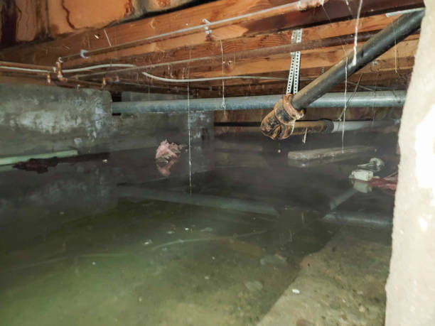 Best Water damage cleanup near me  in Shillington, PA